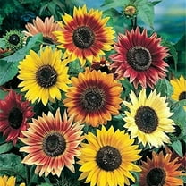 Autumn Beauty Sunflower Seeds for Planting | 100 Seeds | Vibrant Fall Colors, Stunning to See in The Fall Season | Made in USA. Ships from Iowa