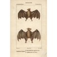 thumbnail image 2 of Geoffroy'S Rousette Bat Rousettus Amplexicaudatusa Poster Print By ?? Florilegius Mary Evans, 2 of 4