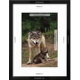 thumbnail image 3 of Grey Wolf with Pup, Framed Art Print Wall Art by W^ Perry Conway Sold by Art.Com, 3 of 6