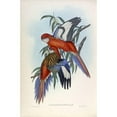thumbnail image 3 of Gould, John 17x24 Black Modern Framed Museum Art Print Titled - Fiery Parakeet, 3 of 5