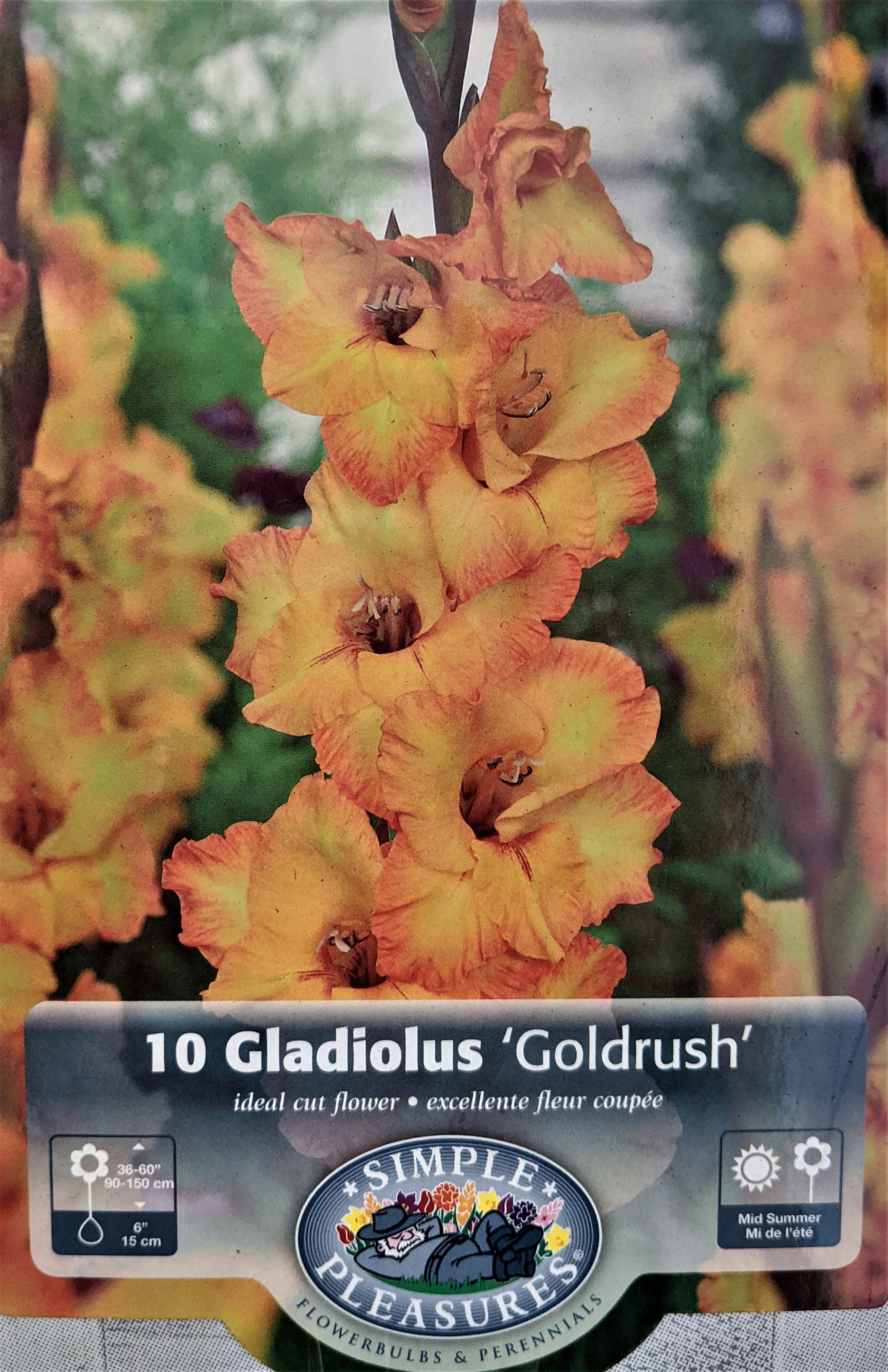 Large Flowering 10 Check out our Store Deluxe Mixed Large Gladiolus Bulbs 