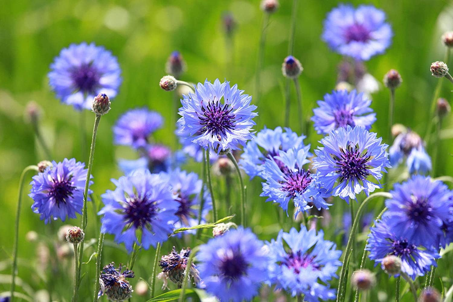 Bachelor's Buttons - Blue, Pink, White, Burgundy [centaurea] : Michigan  Flower Farm, Locally Grown FlowersNaturally!