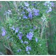 thumbnail image 4 of National Plant Network 4 in. Rosemary Live Herb Plant with Full Sunlight-3 Pack, 4 of 6