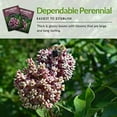thumbnail image 4 of 3 Packs Common Milkweed Seeds - Non-GMO Heirloom Full Sun Perennial Flower, 4 of 7