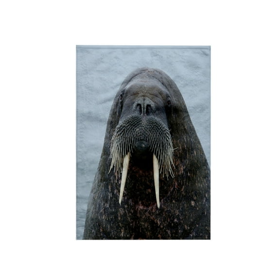 3dRose, Svalbard, Nordaustlandet, Torellneset. Face of walrus in water., 15x22 Hand Towel
