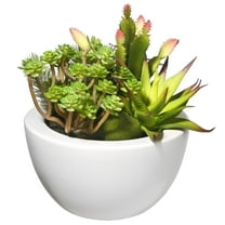 7.5 in. Succulent Plants