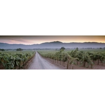 Road in a vineyard Napa Valley California USA Canvas Art - Panoramic Images (18 x (Best Vineyards To Visit In Napa Valley)