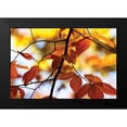 thumbnail image 2 of Hausenflock, Alan 14x11 Black Modern Framed Museum Art Print Titled - Autumn Leaves IV, 2 of 5