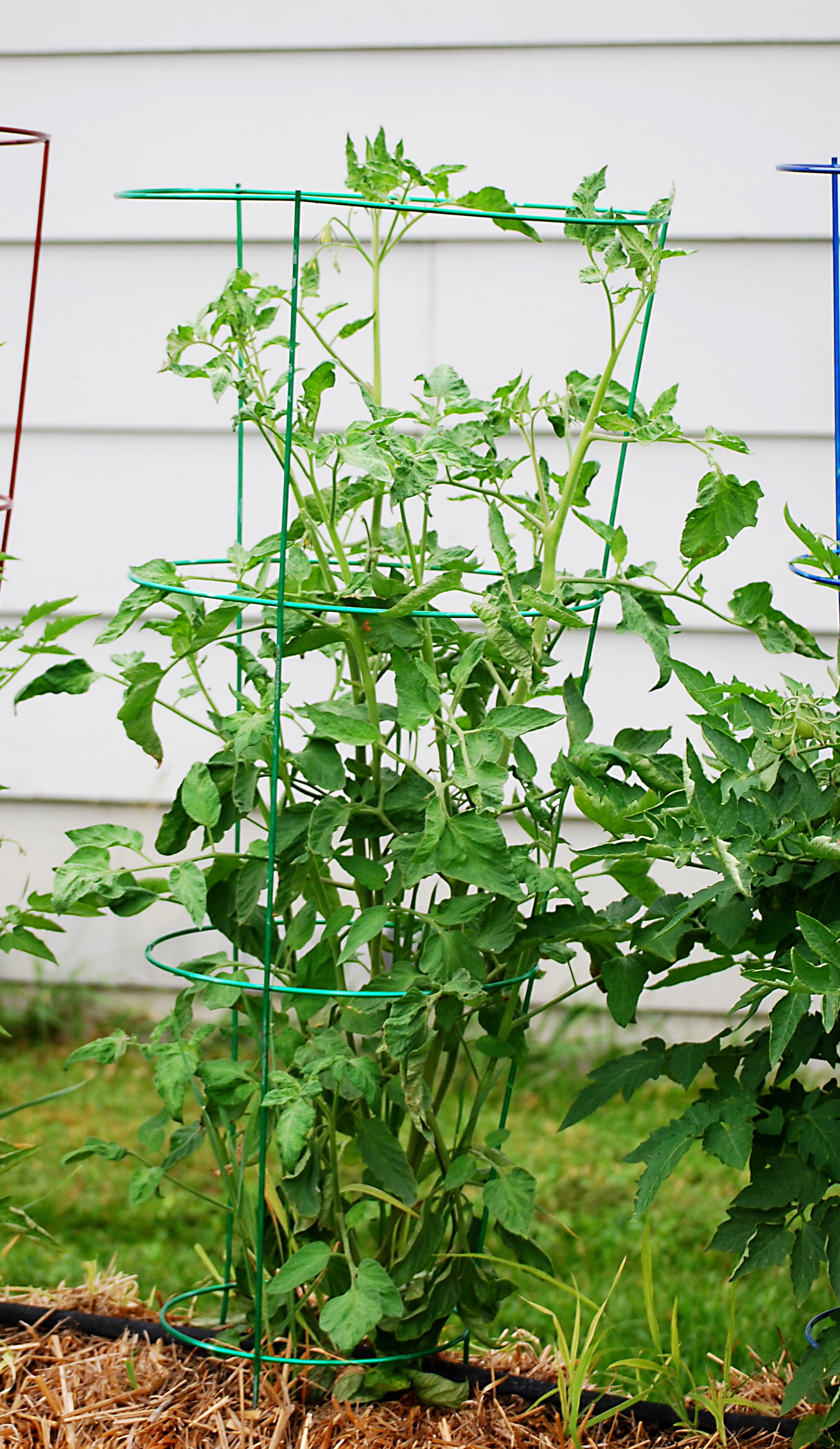 Glamos - Wire 42 in., Light Green, Heavy Duty Tomato Cages