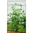 thumbnail image 6 of Glamos - Wire 42 in., Light Green, Heavy Duty Tomato Cages, 6 of 7