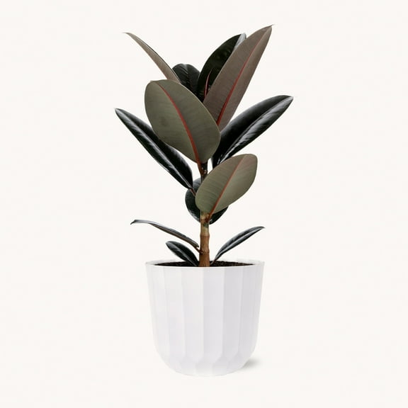 Large Ficus Burgundy