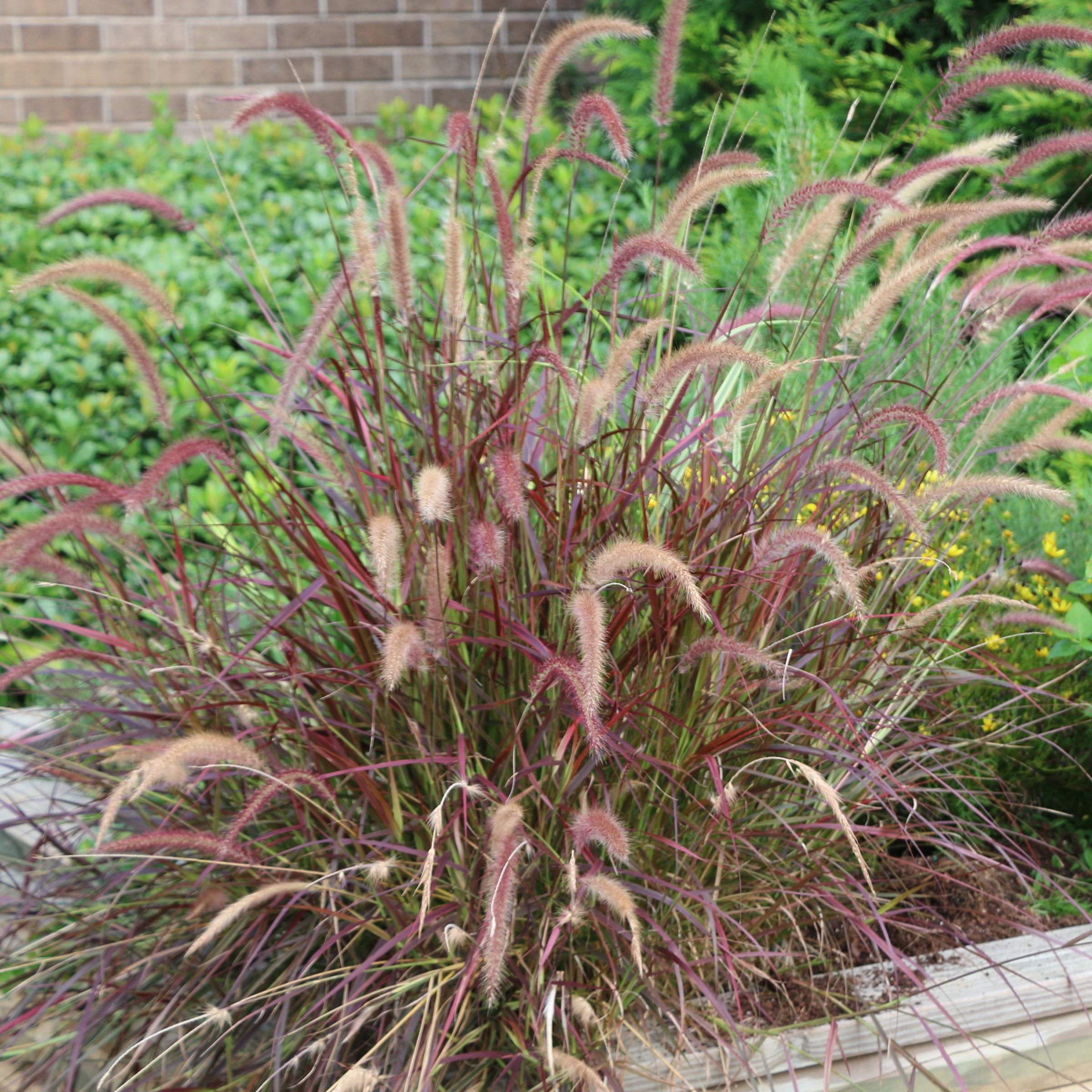 National Plant Network 4 in. Purple Fountain Live Ornamental Grass (3-Pack)