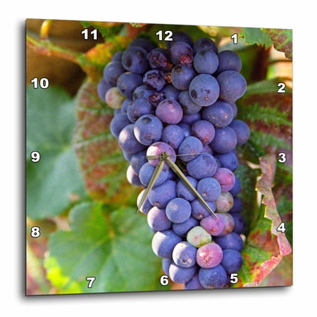 3drose, Pinot Noir Vineyard, Chambertin, Bourgogne, France - Eu09 Pka0626 - Per Karlsson, 10x10 Wall Clock