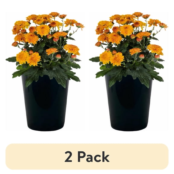 (2 pack) Expert Gardener 1.0PT Orange Mum Live Plant in Grower Pot