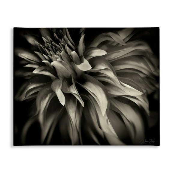 Stupell Industries Dark Curling Chrysanthemum Botanical & Floral Photography Gallery Wrapped Canvas Art Print Wall Art, 20 x 16