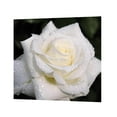 thumbnail image 1 of Kits de pintura de diamantes 5D DIY, 1 of 9
