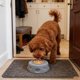 thumbnail image 3 of Bol Bowl para perros con bola rodante Bol Bowl para perros alimentación lenta Bol Bowl para perros interior, 3 of 8