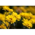 thumbnail image 3 of 100 HAIRY GOLDEN ASTER Chrysopsis Heterotheca Villosa Herb Yellow Flower Seeds, 3 of 9