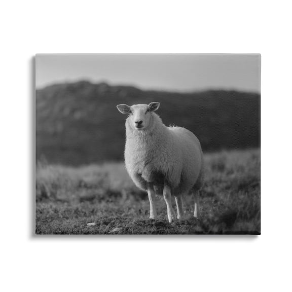 Stupell Industries Sheep In Rural Country Field Animals & Insects Photography Gallery Wrapped Canvas Print Wall Art