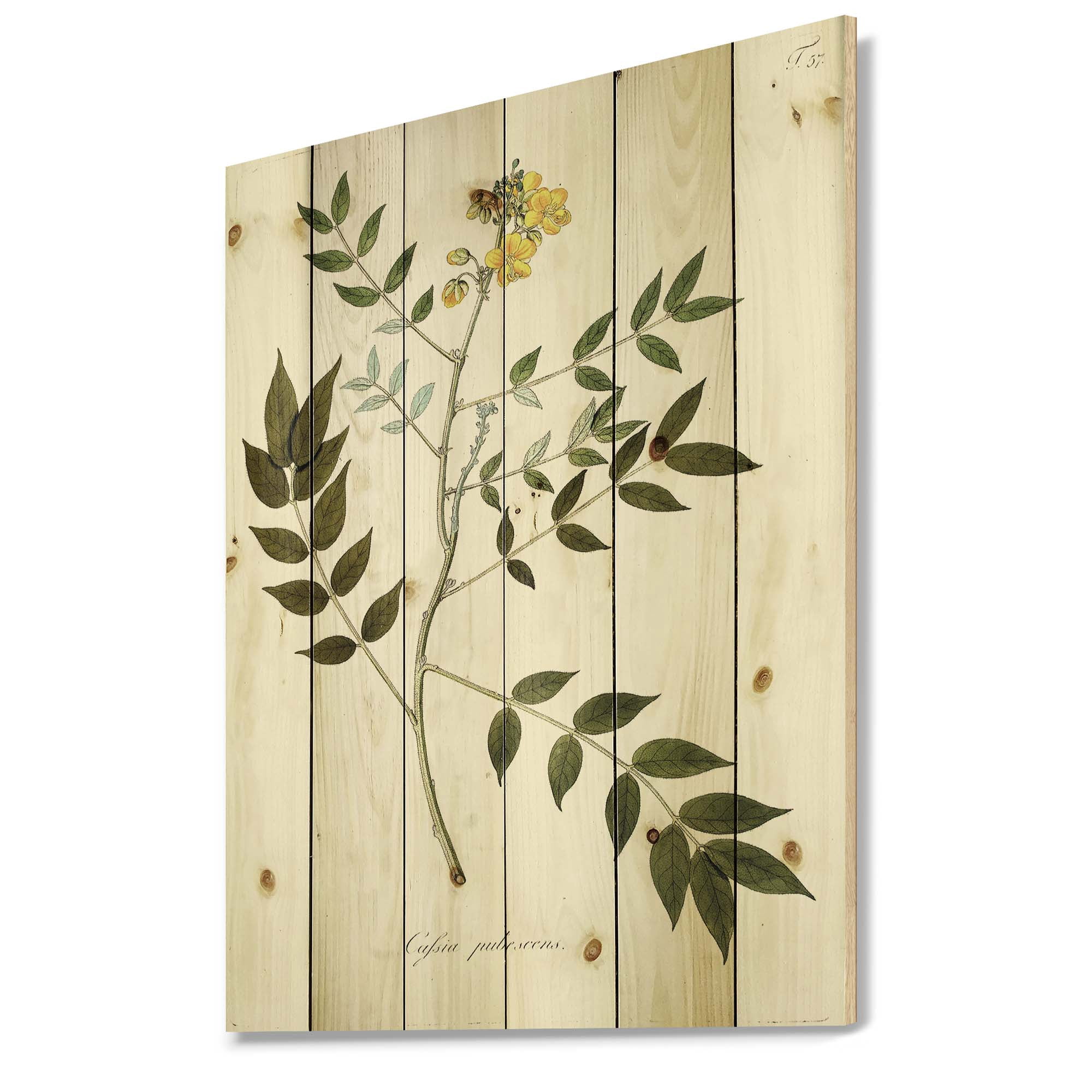 Designart 'Ancient Botanicals XVIII' Traditional Print on Natural Pine Wood