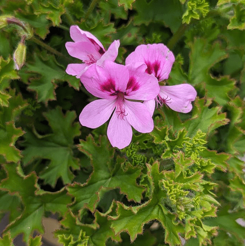 Lemon Scented Geranium Live Plant, 4–6 Inch Tall, Fragrant Pelargonium Lemonii, Aromatic Foliage for Indoor Outdoor Containers