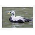 thumbnail image 2 of Common Eider, Framed Art Print Wall Art by abzerit Sold by Art.Com, 2 of 5