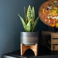 thumbnail image 3 of Flora Bunda CS3039E-BK 12'H Snake plant in 4.75' Ceramic Planter on Wood Stand, 3 of 4