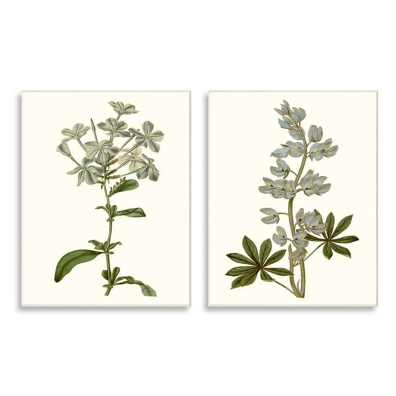 Stupell Industries Vintage Illustrated Study of Blue Botanical Florals Design by Curtis