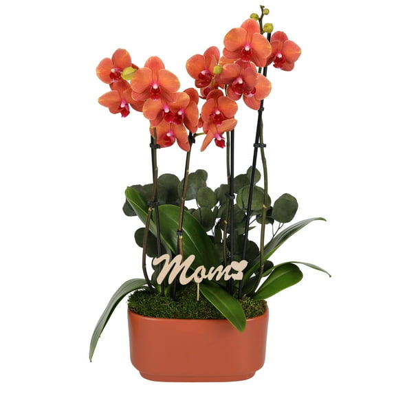 Live 10in Salmon Orchid Duo in Orange Pot with 'Mom' Pick and Eucalyptus - Perfect Gift