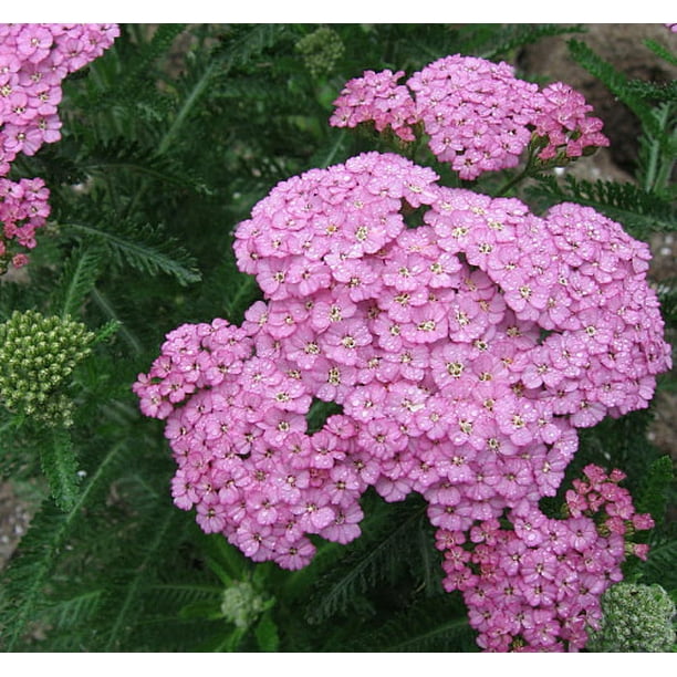 Apple Blossom Yarrow - Achillea - Sun Lover - Quart Pot - Walmart.com