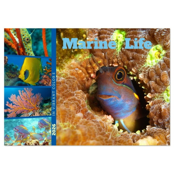 Marine Life - IN VIBRANT COLORS (Monthly Wall Calendar 2026 11.7 x 16.5 (open)), CALVENDO 14 Month Calendar