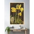thumbnail image 2 of Vintage Botanical Postcards: Primula Elatior (True Oxlip) Poster Wall Art, Modern Wall Decor For Living Room Bedroom, 24x36 UNFRAMED, 2 of 3