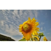 Rokinon 14mm F2.8 Full Frame Ultra Wide Angle Lens