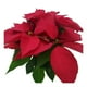 thumbnail image 2 of Nochebuena en maceta 65 cm, 2 of 4
