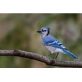 thumbnail image 2 of Jones, Adam 18x13 White Modern Wood Framed Museum Art Print Titled - Blue jay in autumn-Kentucky, 2 of 4