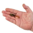 thumbnail image 5 of PowerBait® Agent E, 5 of 6