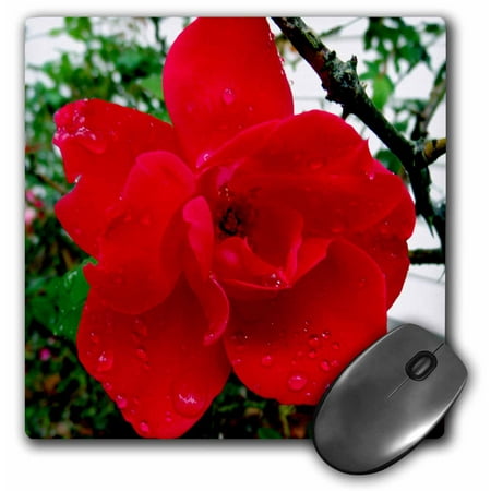 Knockout Roses - 3dRose Dewy Rose,Red Knockout Rose with dew drops, Mouse Pad, 8 by 8 inches