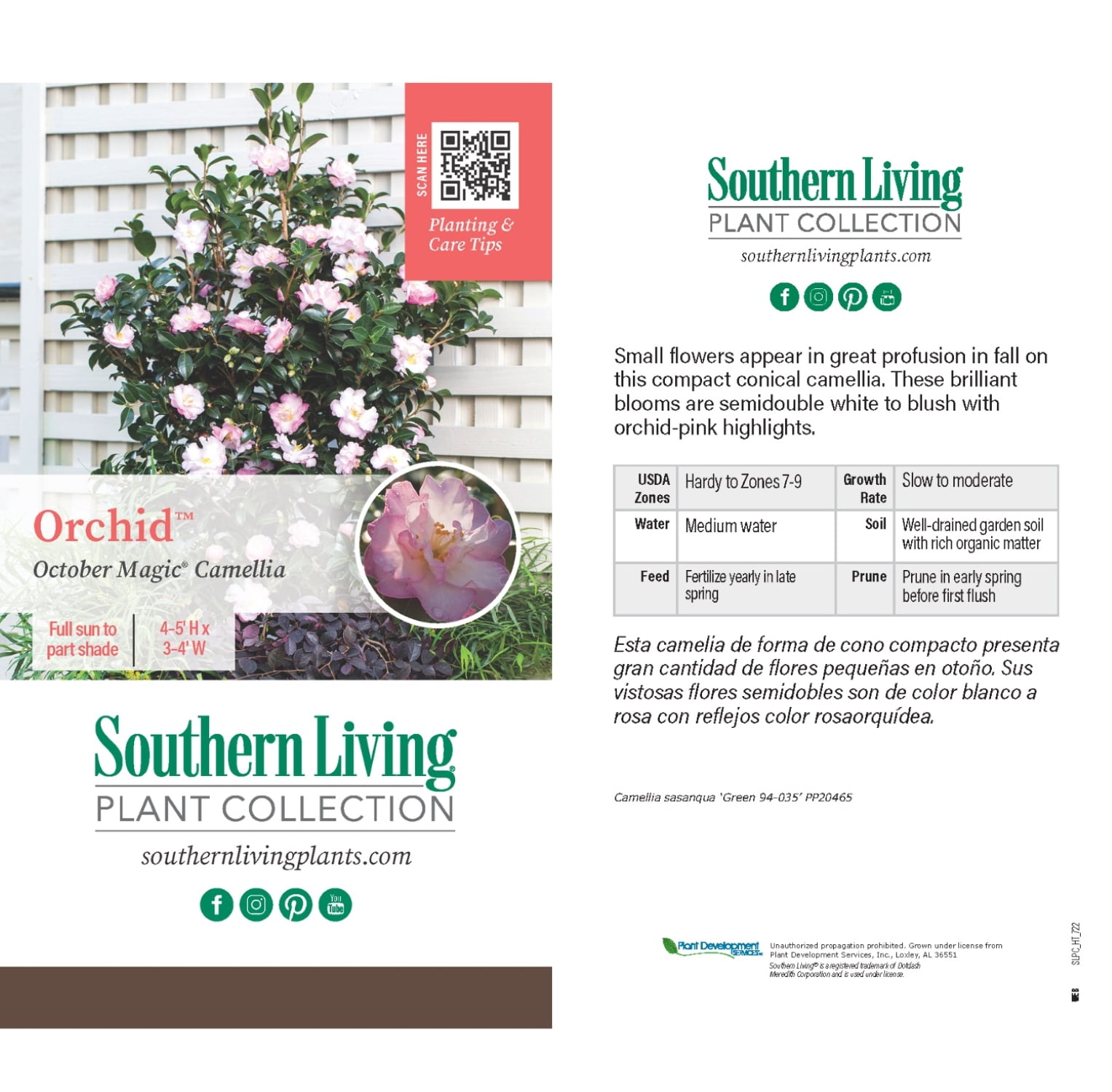 Southern Living October Magic Orchid Camellia Live Shrub in 2-Gallon Grower Pot