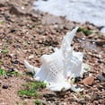 thumbnail image 3 of Natural Conch Shell,Large Conch Seashells for Vases Fillers,Living Room Wedding Decors Beach Theme Party Home Decoration, 3 of 8