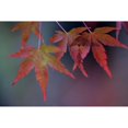 thumbnail image 3 of Crane, Rita 14x11 Black Modern Framed Museum Art Print Titled - Japanese Maple II, 3 of 5