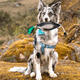 thumbnail image 2 of Duck Dummy Bumper Mimics Dead Duck Bumper Toy for Training Puppies or Adult Hunting Dogs, 2 of 5