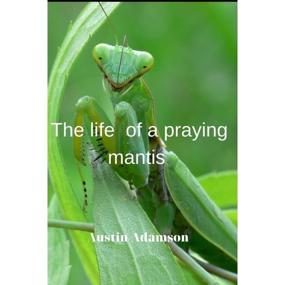 Тhe life of a praying mantis