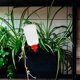 thumbnail image 1 of IDEANATEGRATE 6Ud Auto Portátil Y Reutilizable Para Plantas Interiores Y Exteriores Color, 1 of 8