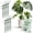 Monstera (Green), variant on Twigs Ga Stackable Plant Support Monstera Green 5 Pack 17"