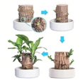 thumbnail image 3 of Lucky Brazilian Wood Stump Fast-growing Mini Tree Good Fortune Decoration Air Purifying Plant Desktop Ornament, 3 of 5
