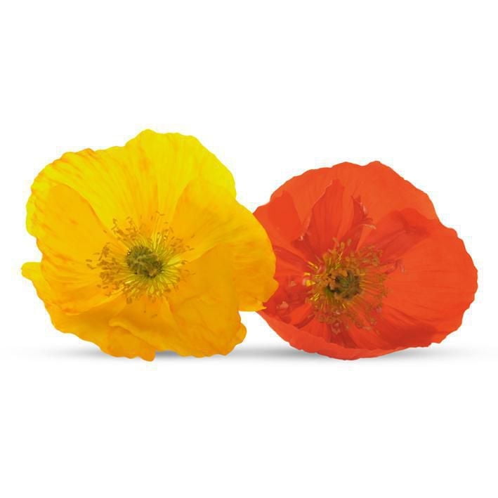 Seeds are Easy - Iceland Poppy