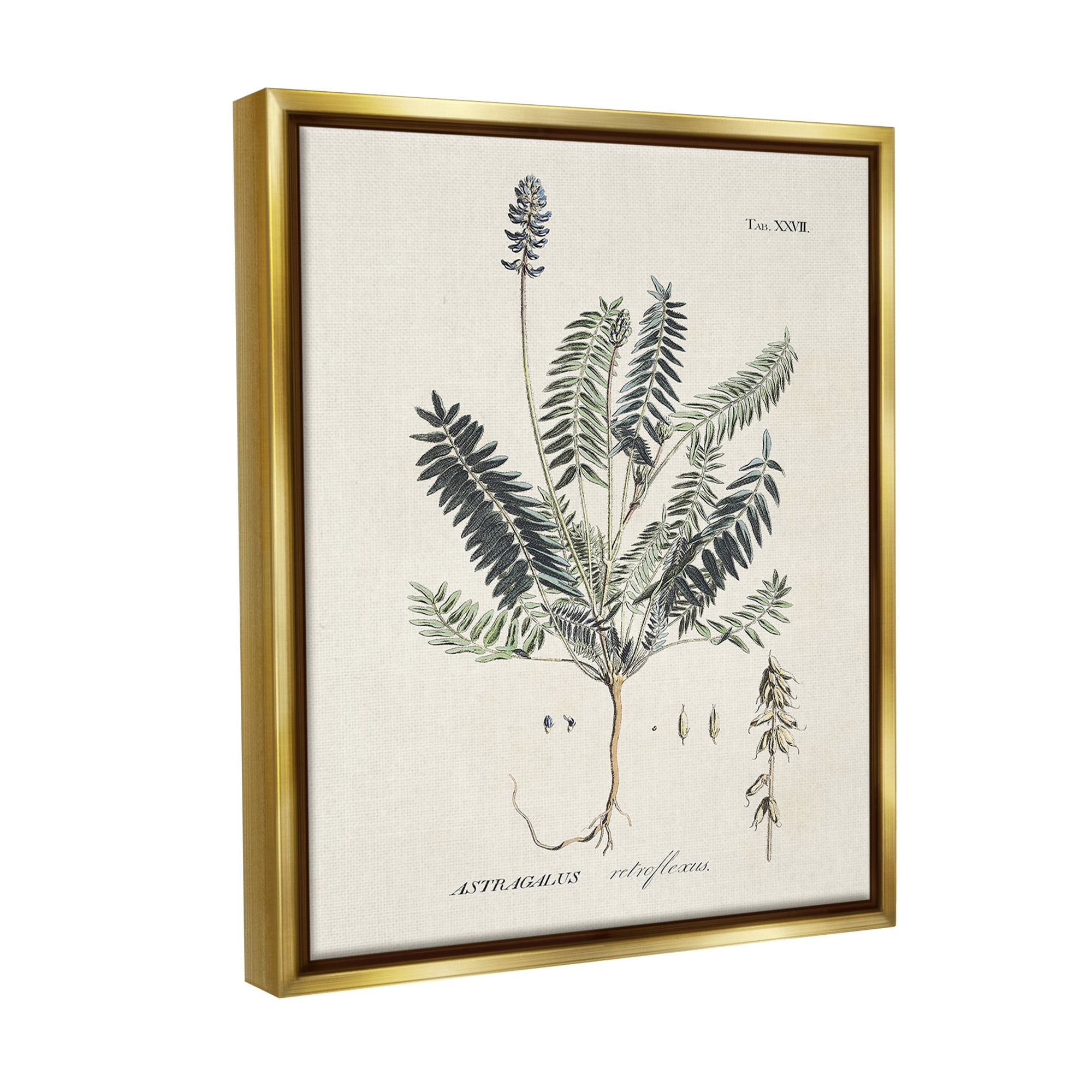 Stupell Industries Vintage Nature Diagram Botanical & Floral Painting Gold Floater Framed Canvas Art Print Wall Art, 17 x 21