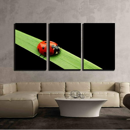 3 Piece Bug wall26 - 3 Piece Canvas Wall Art - Ladybug on Grass Isolated Macro - Modern Home Decor Stretched and Framed Ready to Hang - 16