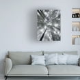 thumbnail image 3 of Alan Majchrowicz 'Fir Trees I' Canvas Art, 3 of 3
