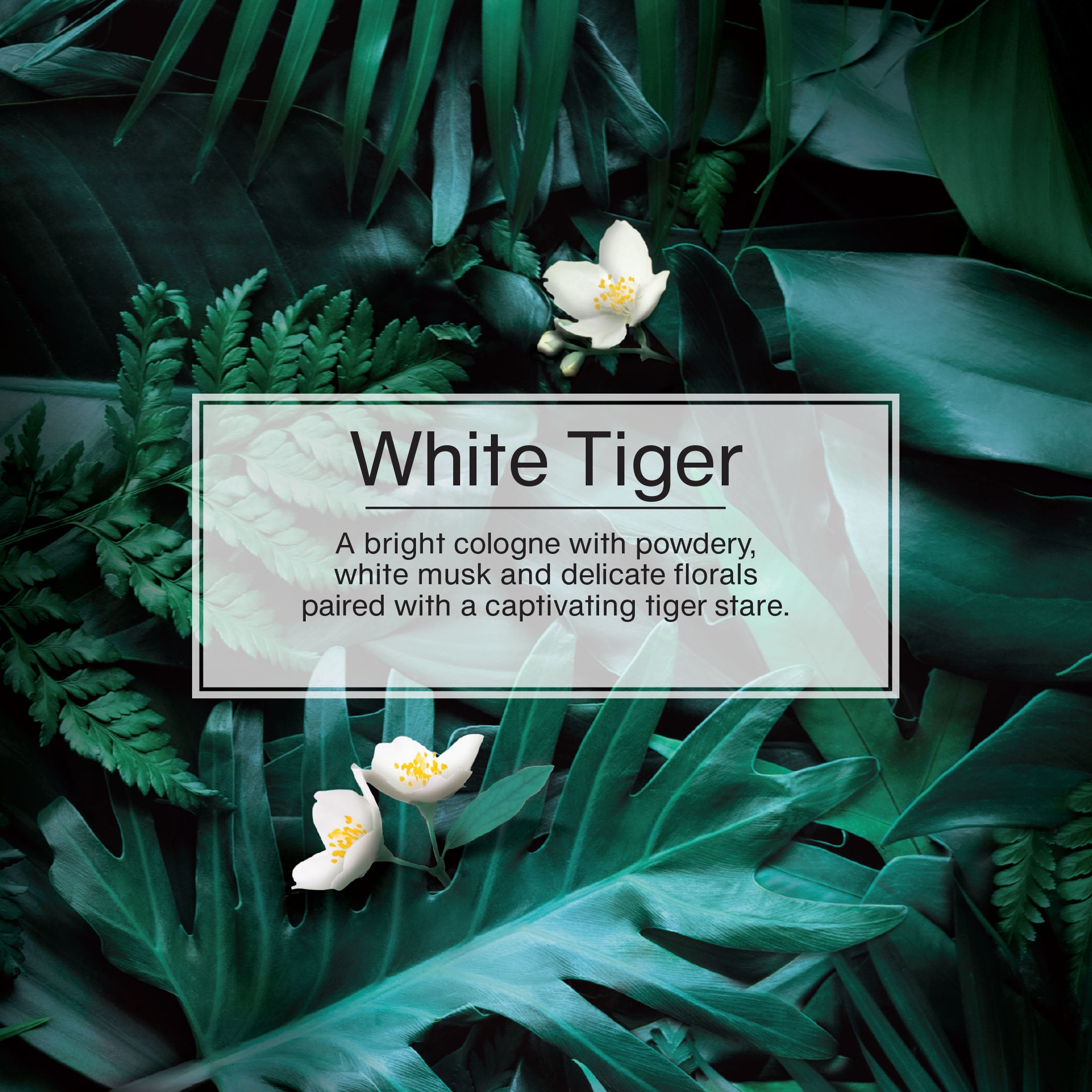 (2 pack) Little Trees Air Freshener White Tiger Fragrance 3-Pack